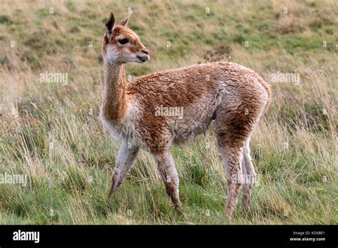 Vicuna hi-res stock photography and images - Alamy