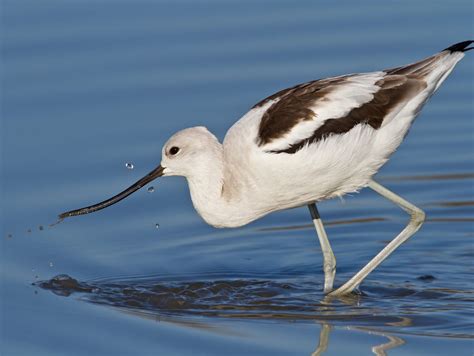 American Avocet