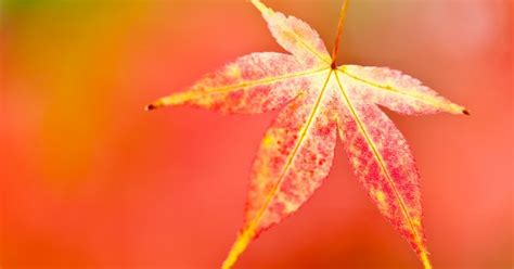 5 Autumn Photography Ideas for Macro Photographers - Nature TTL