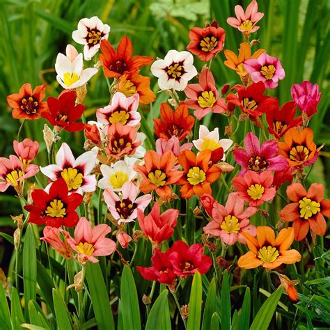 100 Sparaxis Mixed Colour Top Quality Autumn and Early Spring Planting ...