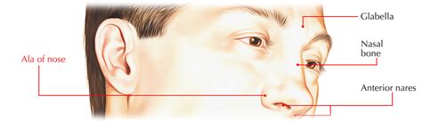 Ala of Nose – Structure, Arterial and Nerve Supply and Nasal Alar ...