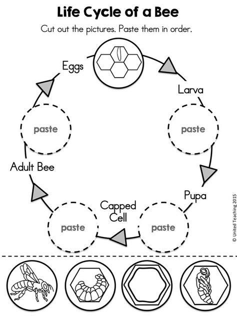 The 25+ best Honey bee life cycle ideas on Pinterest | Bee life cycle, Cycle of life and Insect ...