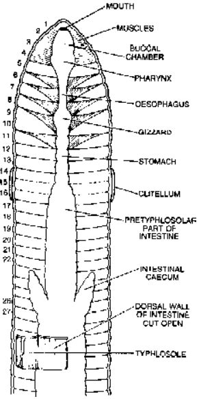 Digestive System of Earthworm Class 11 | PW