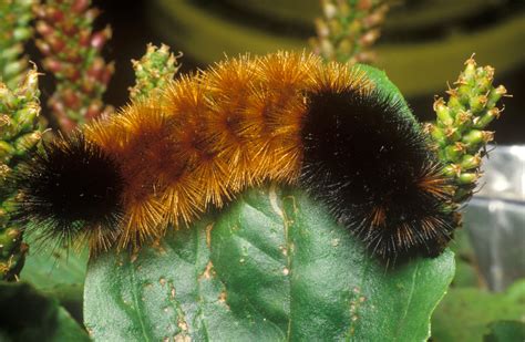 Can This Caterpillar Predict Winter Weather? Probably Not Very Well - The New York Times