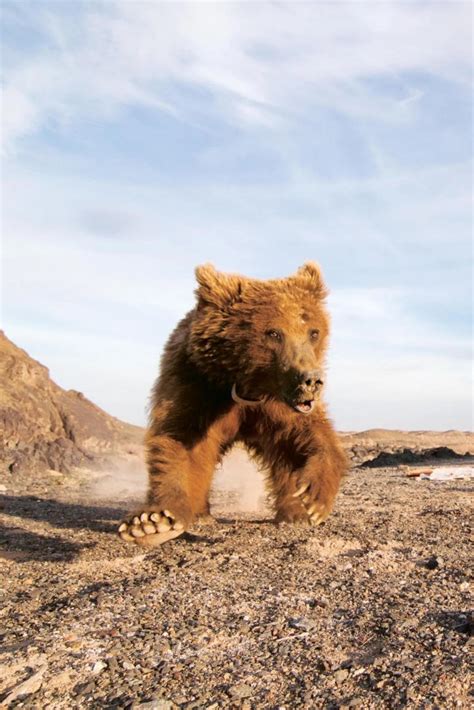 Defying the Odds: Saving the World's Rarest Bear, the Gobi Bear - Thirdeyemom