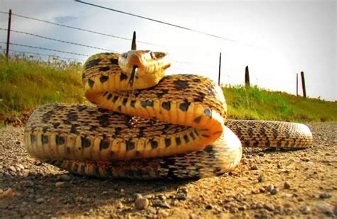 Bullsnake - Description, Habitat, Image, Diet, and Interesting Facts