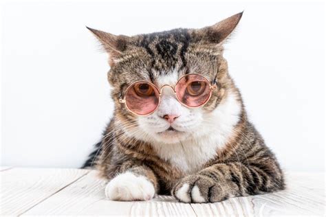 Cute cat with glasses | Premium Photo