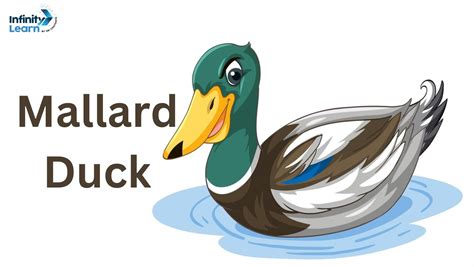 Mallard Duck - Habitat, Life Cycle, and Scientific Name