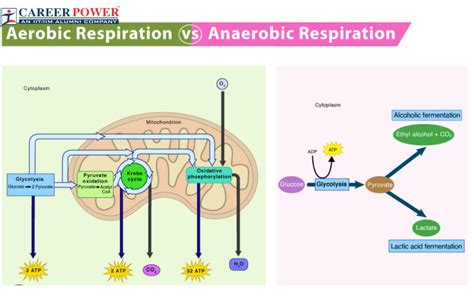 Respiration: Definition, Mechanism and its Types