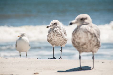 3 Sea Gulls - The Art of Ecology