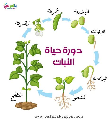 the plant life cycle in arabic language with pictures and words on it, including leaves