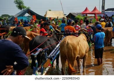 Probolinggo Indonesia January 2023 Excitement Watching Stock Photo 2250983543 | Shutterstock