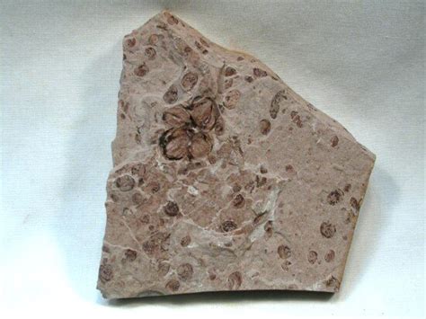 Liaoning flower fossil