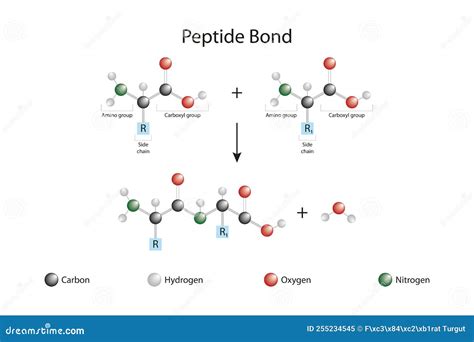 Peptide Bond As Amino Acids Formation In Protein Reaction Outline Diagram Vector Illustration ...