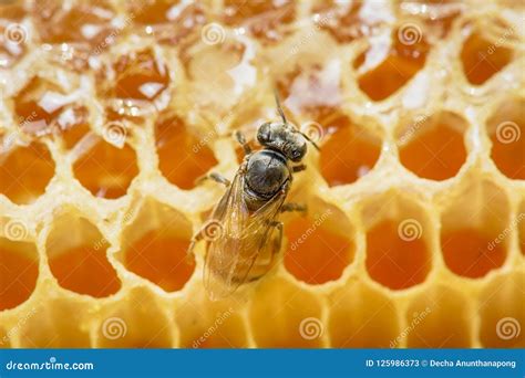 Nest of apis florea stock image. Image of water, wild - 125986373