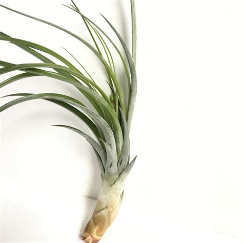 Tillandsia limbata – Cuffel Farms