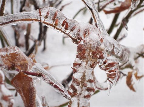 Treehouse Herbs: Ice covered plants