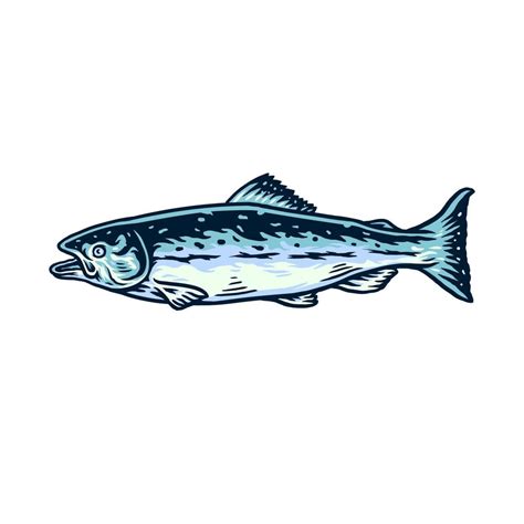 Vector illustration of salmon fish, and drawn line style with digital color 11478047 Vector Art ...