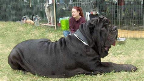 Whats The Largest Breed Of Dog