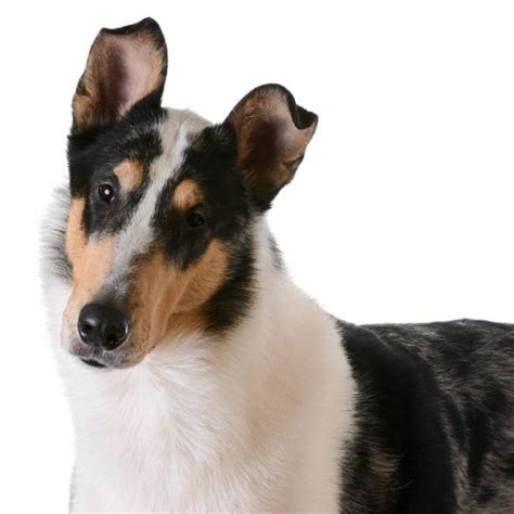 Dog Smooth Collie: traits and pictures