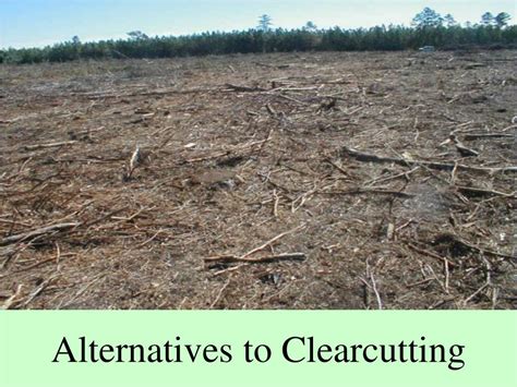 PPT - Clearcutting effects on Soil Ecology Most slides Contributed by ...