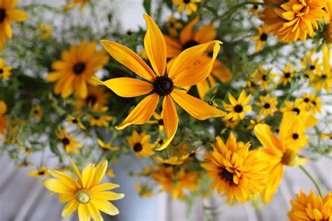 The Seasonal Flower Alliance { August 14 | Seasonal flowers, Beautiful flowers garden, Flowers