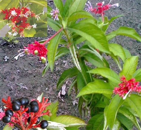 Medicinal Plants: Rauvolfia serpentina, Sarpangandha, Chandrika, Chevanamalpodi