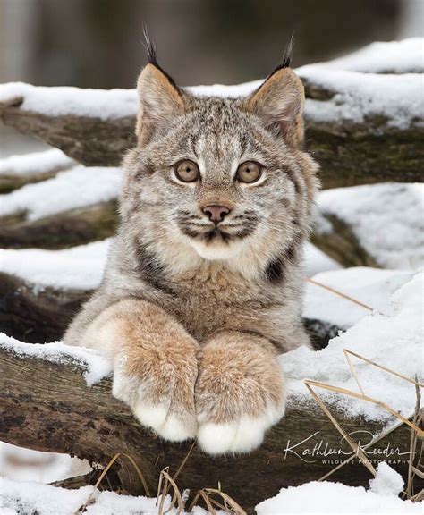 canada lynx kitten | Lynx kitten, Cute cats, Beautiful cats