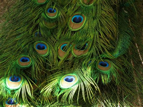 Free peacock tail Stock Photo - FreeImages.com