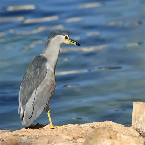 Israel national bird Stock Photos, Royalty Free Israel national bird Images | Depositphotos