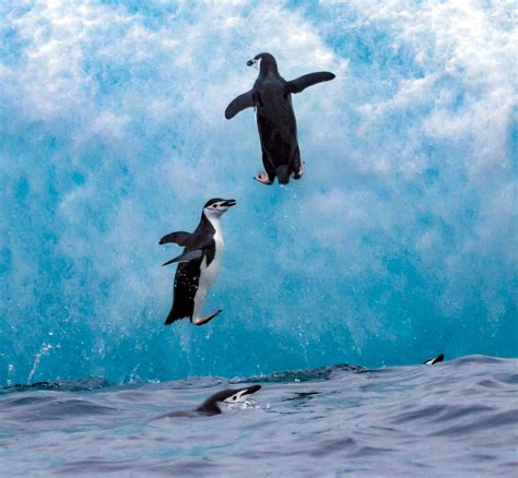 South Sandwich Islands, Saunders Island, Two Penguins Jumping On ...