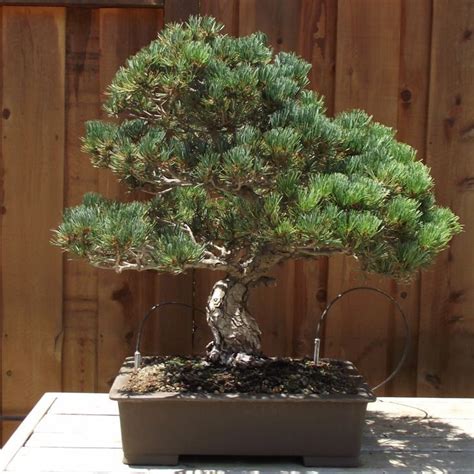 Buy Japanese White Pine Seeds Online - Rarexoticseeds