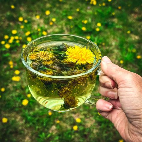 Dandelion Tea for Liver Detox, Stomach Soothing and Bone Health - Joanna Peterson