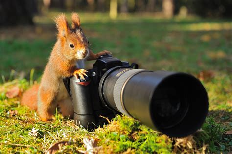 Tips for Birding and Wildlife Photography | B&H Explora