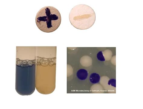 Catalase Test Negative