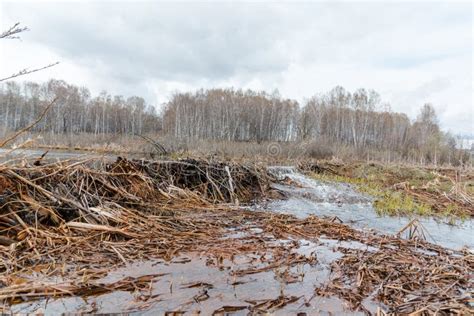 Beaver Dam. the Dam Constructed by a Beaver. House of a Beaver Stock ...