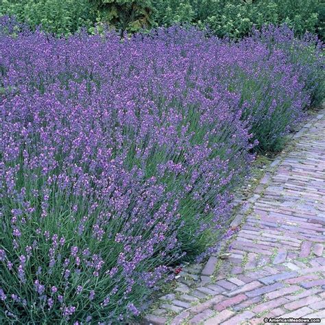 Dilly Dilly Lavender | Growing lavender, Deer resistant perennials ...