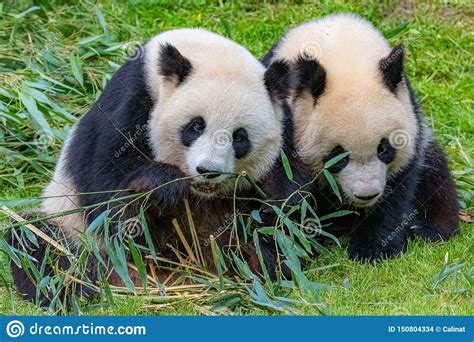 Panda, the Mother and Its Young Stock Photo - Image of animal, asia ...