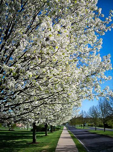 White Dogwood For Sale Online | The Tree Center™