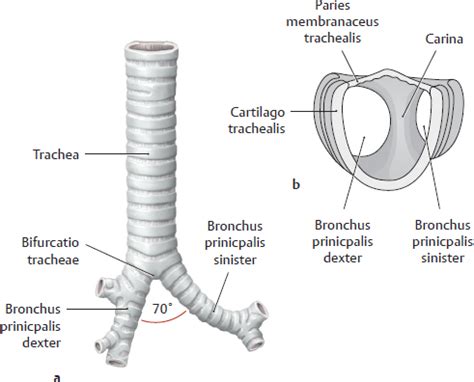 Organs of the Respiratory System and their Neurovasculature | Basicmedical Key