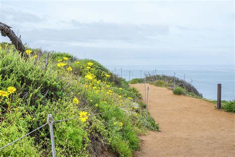 The Guy Fleming Trail At Torrey Pines State Natural Reserve. Photograph by Cavan Images | Fine ...