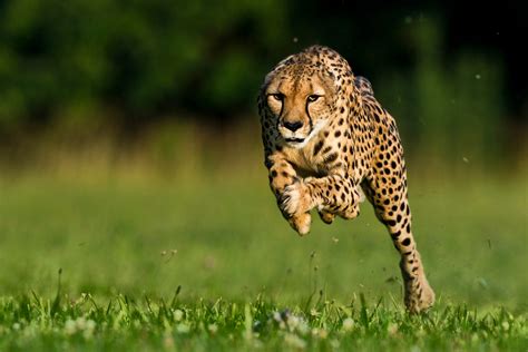 World's Fastest Cheetah Dies—Watch Her Run