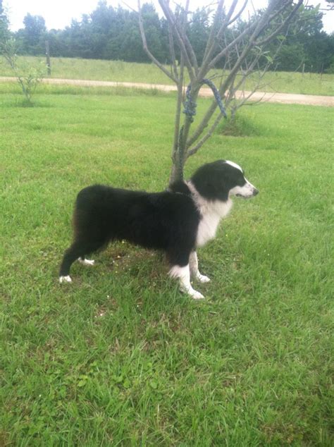 Is this a black bi Aussie or a border collie? : r/AustralianShepherd