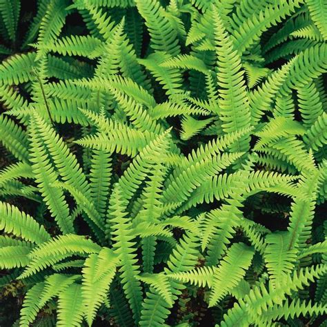 Evergreen Fern Collection - 3 Plants in 2021 | Evergreen ferns, Shade plants, Plants