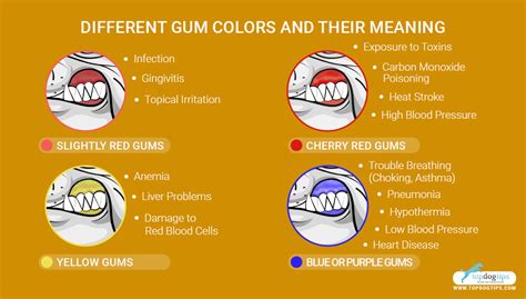 What Color Should My Puppys Gums Be