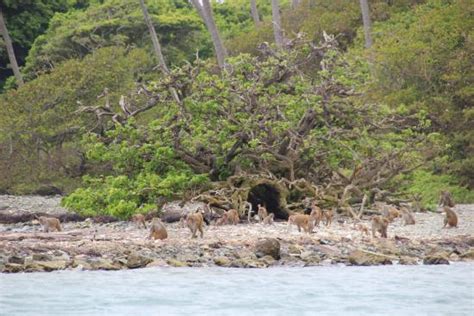 La Paseadora Cruise to Monkey Island (Naguabo) - 2021 What to Know Before You Go (with Photos ...