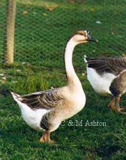 Chinese Geese - information and photos of this popular breed