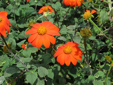 Mexican Sunflowers Thrive In A Hot Summer | What Grows There :: Hugh Conlon, Horticulturalist ...