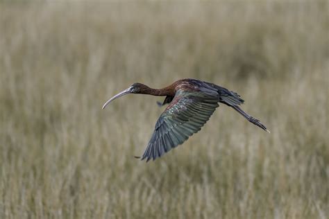 Flying glossy Ibis | Ibis, Glossy, Pets