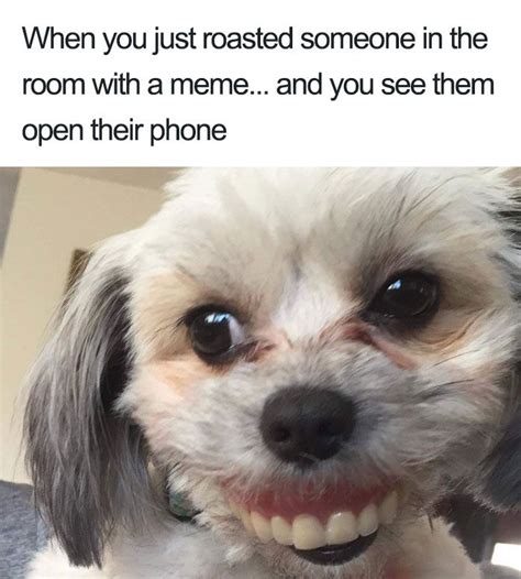 Dog Memes Funny Teeth